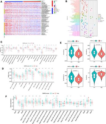 Combining single-cell and transcriptomic analysis revealed the immunomodulatory effect of GOT2 on a glutamine-dependent manner in cutaneous melanoma